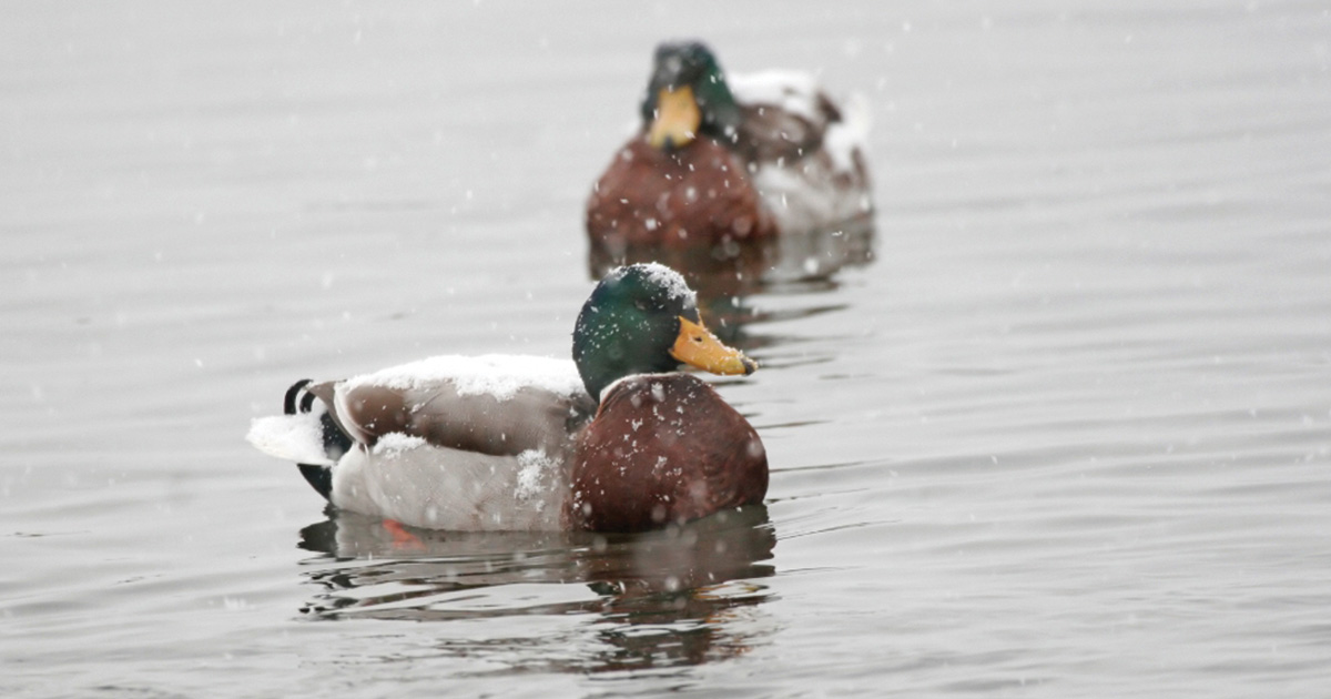 Mallards loafing in the snowfall. Photo by Michael Furtman